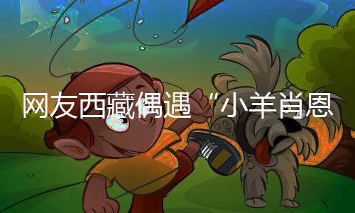 网友西藏偶遇“小羊肖恩”：与卡通形象肖恩颇为相似