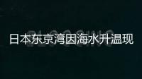 日本东京湾因海水升温现奇异景象：珊瑚疯长 热带鱼增多